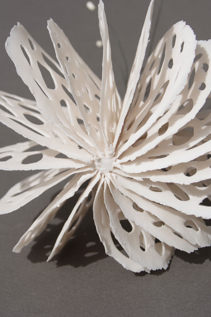 featured art: bone series medusas and urchins | the dirt | Jenni Ward ...